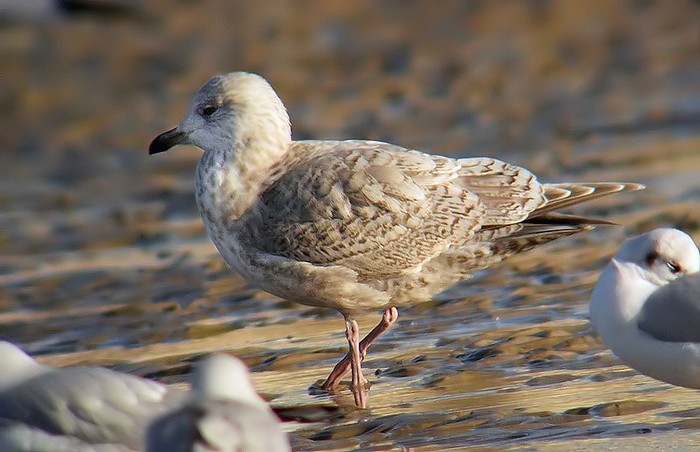 Kumlien's Gull