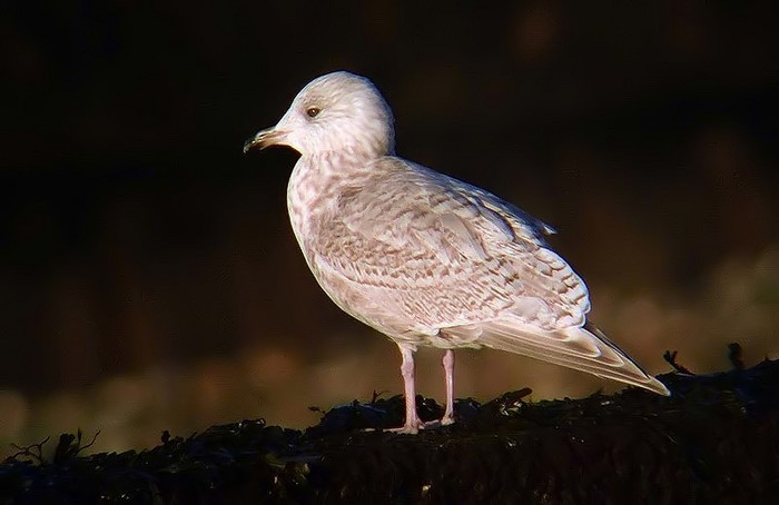 Kumlien's Gull