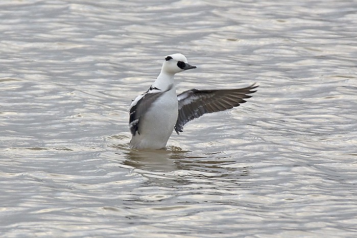 Smew