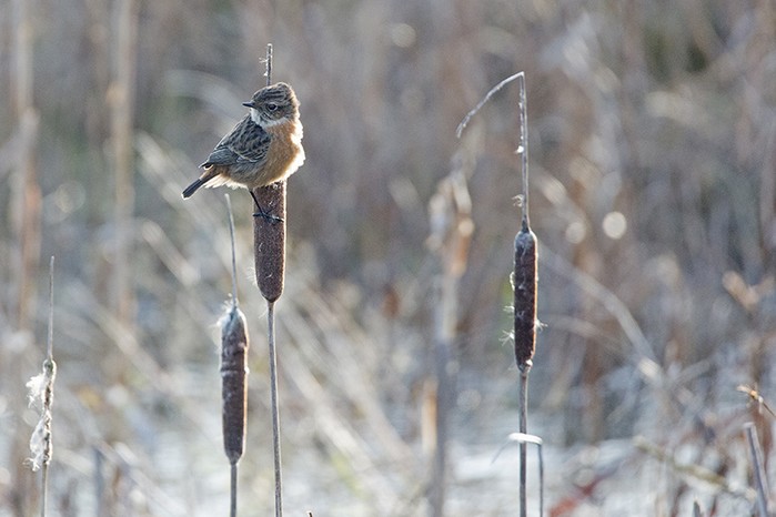 Stonechat
