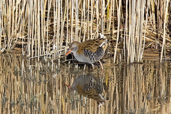 Water Rail