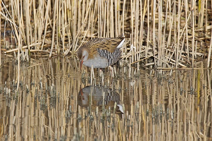 Water Rail