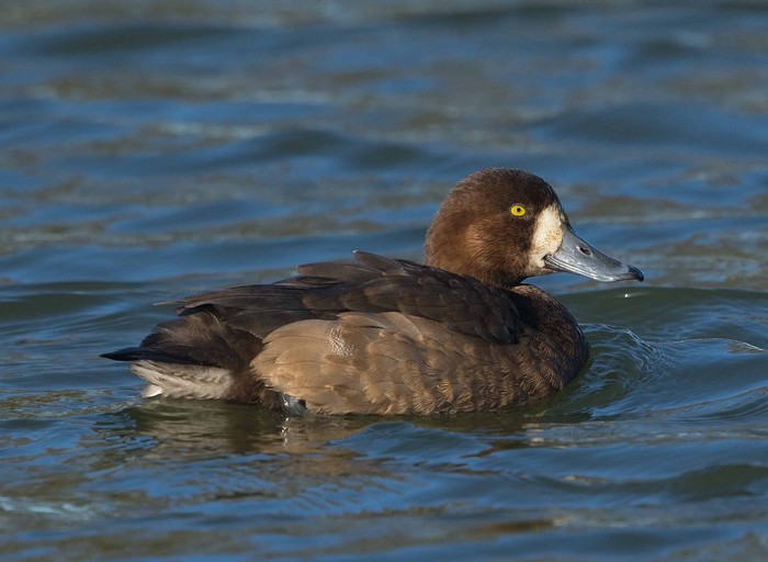 Scaup
