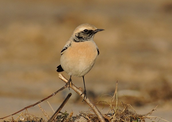 Desert Wheatear