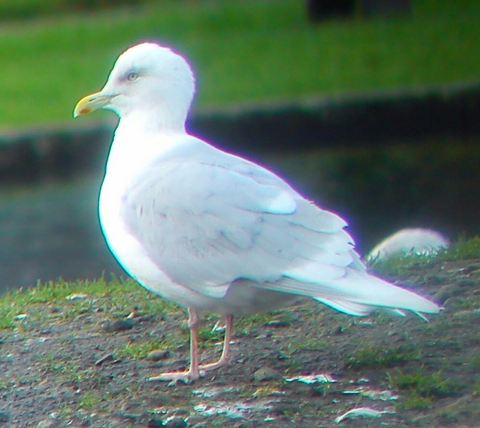 Iceland Gull