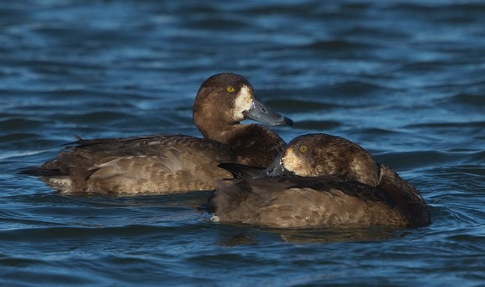 Scaup