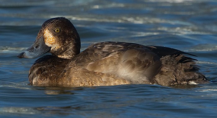 Scaup