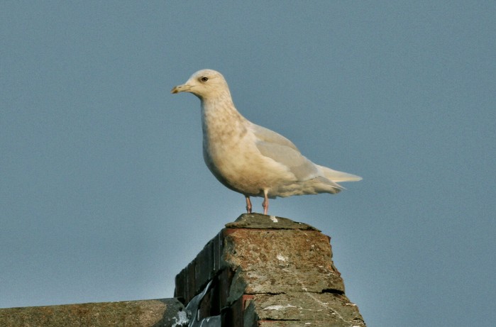 Iceland Gull