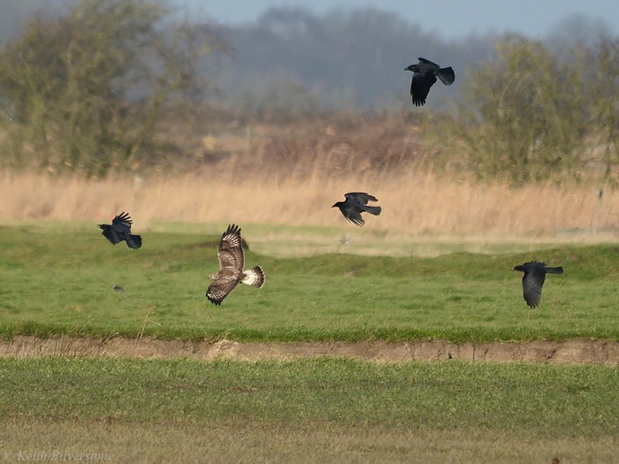 Rough-legged Buzzard
