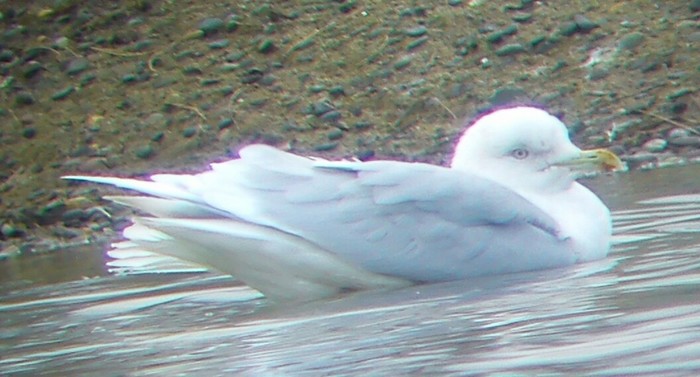 Iceland Gull