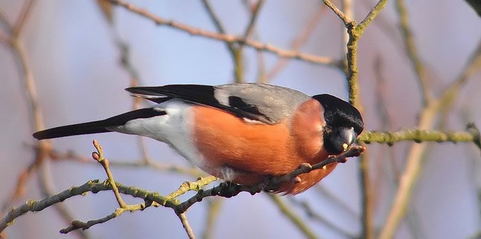 Bullfinch