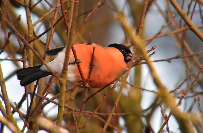 Bullfinch