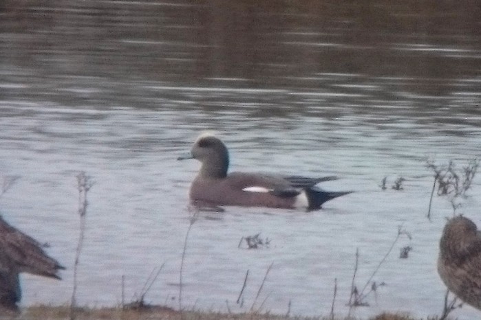 American Wigeon