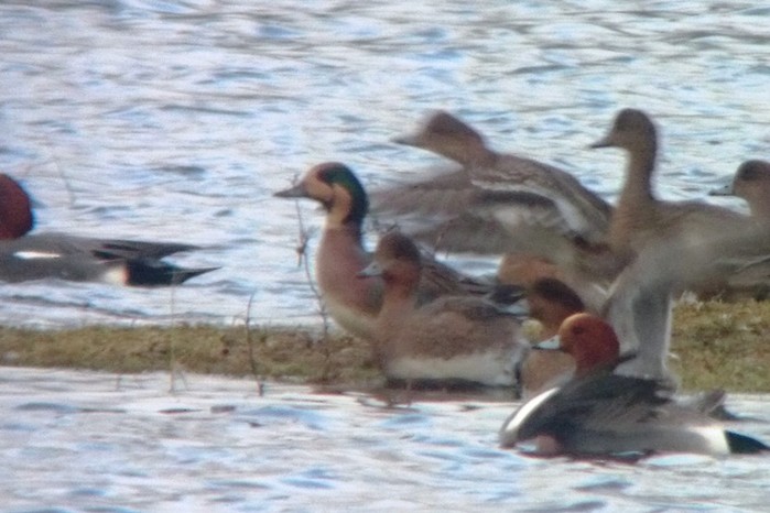 Baikal Teal x Eurasian Wigeon