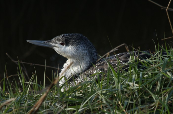 Red-throated Diver