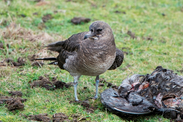 Pomarine Skua