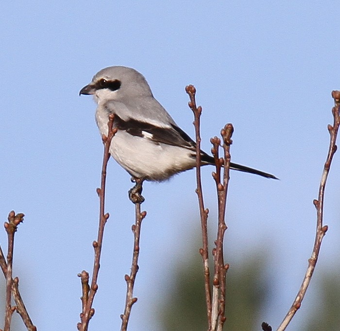 Great Grey Shrike