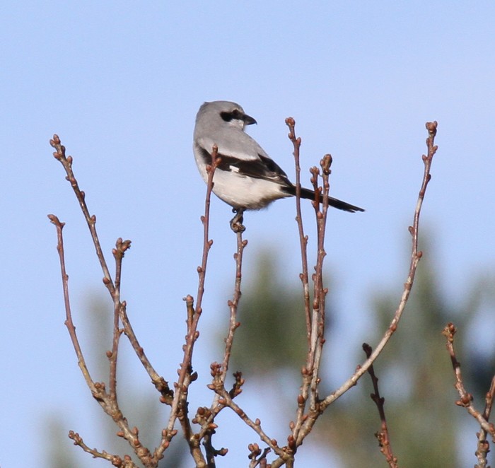 Great Grey Shrike