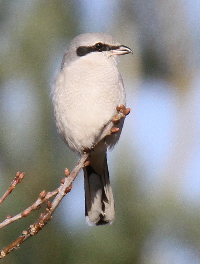 Great Grey Shrike