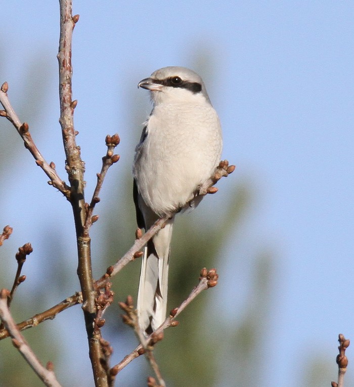 Great Grey Shrike