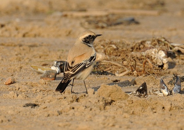 Desert Wheatear