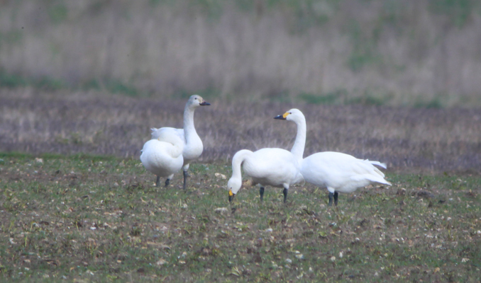 Bewick's Swan