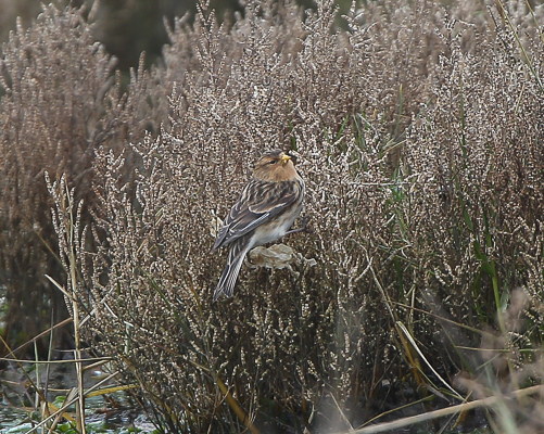 Twite