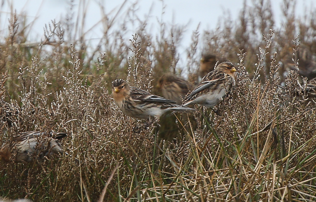 Twite