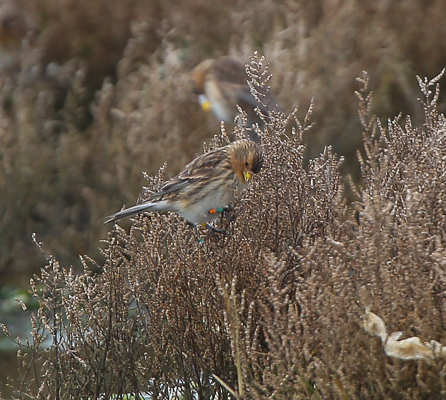 Twite