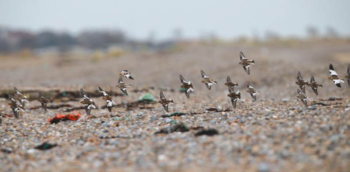 Snow Bunting
