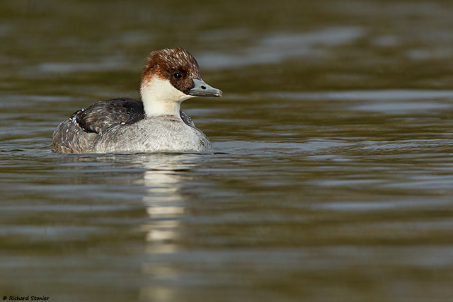 Smew