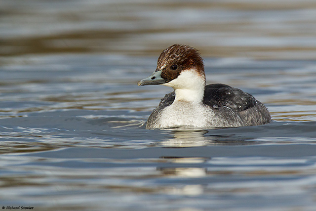 Smew