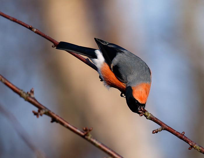Bullfinch