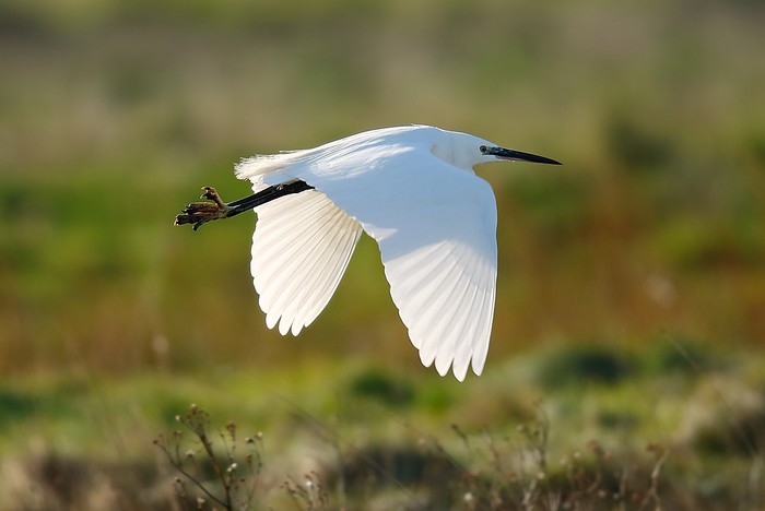 Little Egret