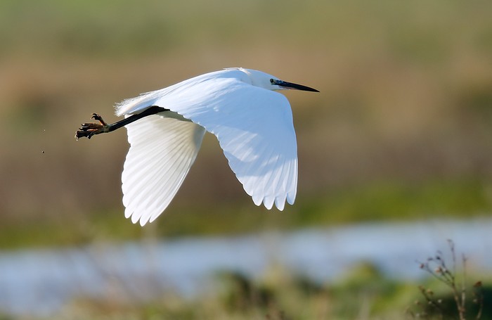 Little Egret