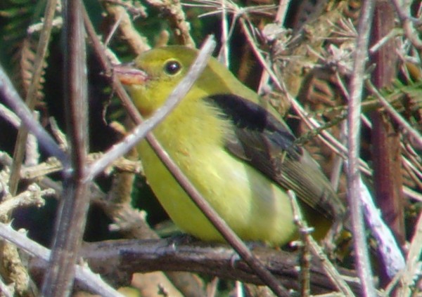 Scarlet Tanager