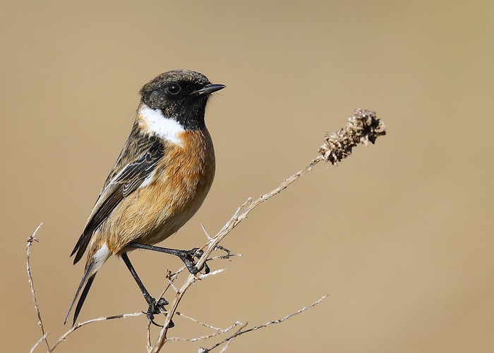 Stonechat