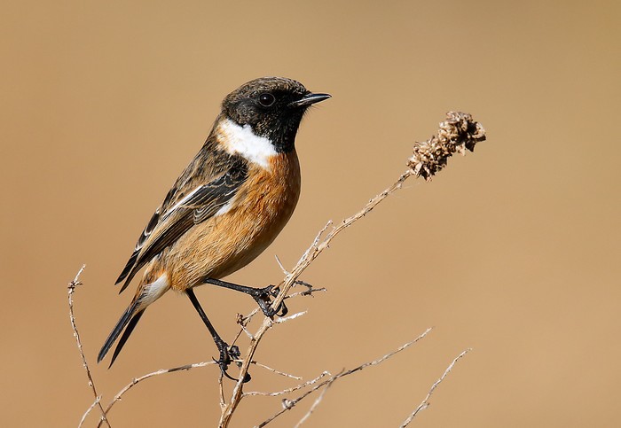Stonechat