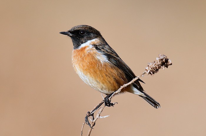 Stonechat