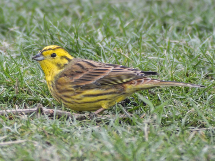 Yellowhammer