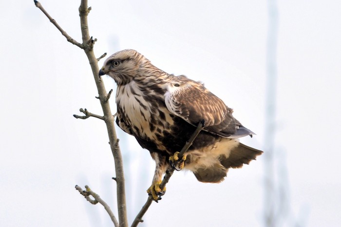 Rough-legged Buzzard