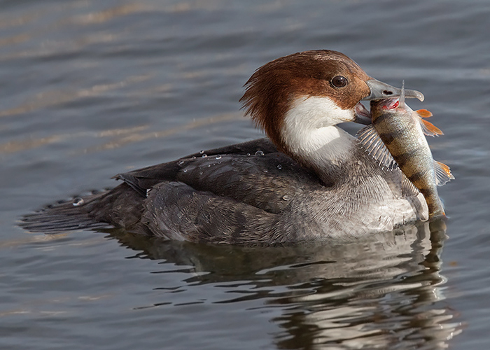 Smew