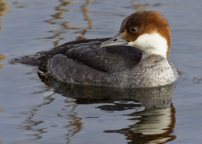Smew