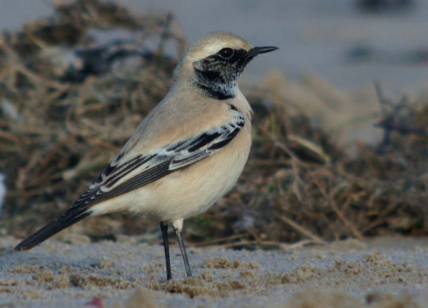 Desert Wheatear