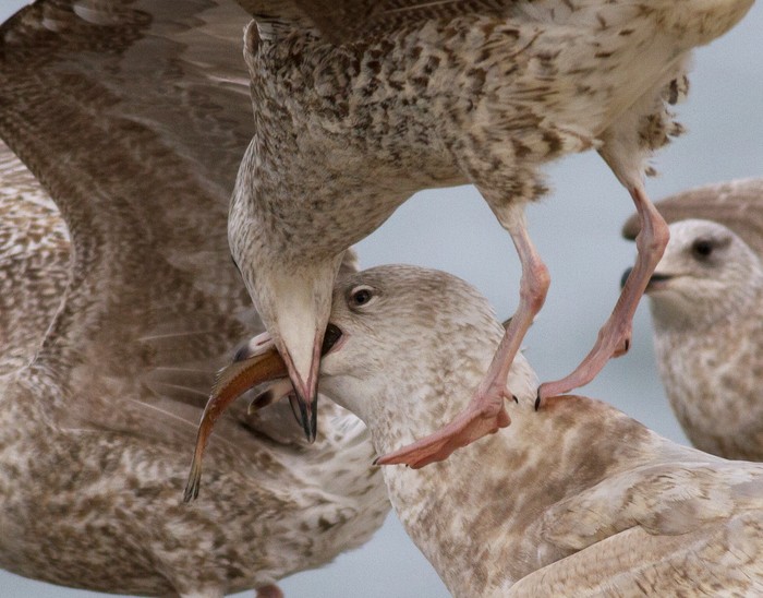Glaucous Gull