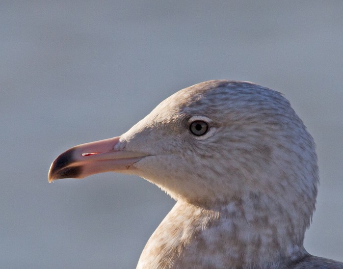 Glaucous Gull