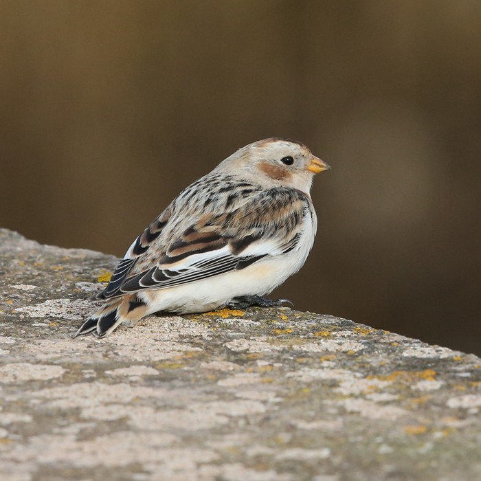 Snow Bunting