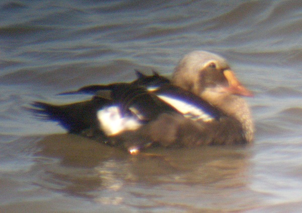 King Eider
