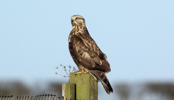 Rough-legged Buzzard