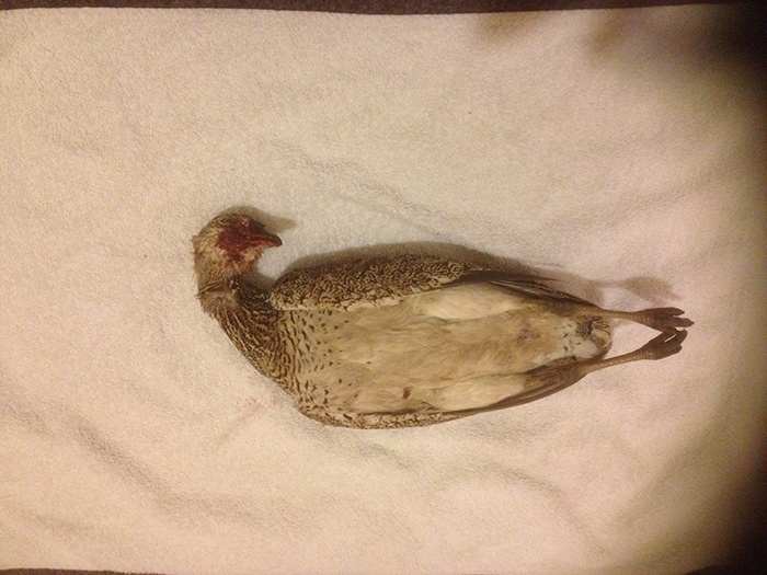 Little Bustard